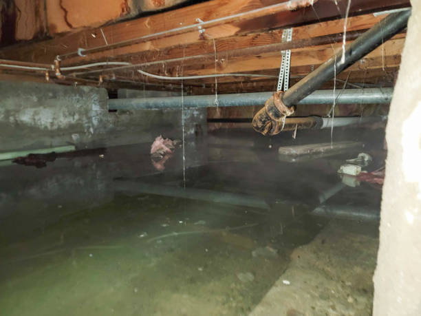 Best Water damage restoration near me  in Triangle, VA